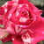 Różowo - biały - Róża wielkokwiatowa - Hybrid Tea - Best Impression®